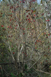 Ogeechee Lime, Ogeechee Tupelo tree with no leaves
